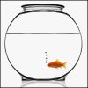 http://www.giftagoldfish.in - logo Gift-a-goldfish - logo