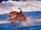Wild Life !! - logo Wild Life !! - logo