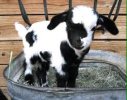 Totes My Goats Fanclub - logo Totes My Goats Fanclub - logo