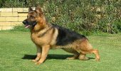 http://vipkapoor007@gmail.com - logo PAREWA PET SHOP - logo