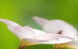 https://www.facebook.com/araliyabridalflora - logo Araliya Bridal Flora - logo