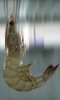 http://www.rorolakseafoods - logo Rorolak Sea Foods - logo