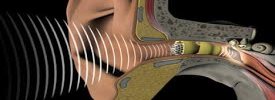 http://www.anjani.hearing.com - logo Dhruwi Hearing clinic - logo