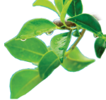 http://www.enversys.com - logo Enversys Greentek Solutions - logo